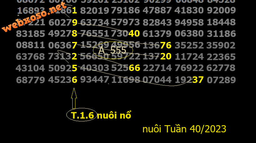 tuan 40.png